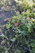 Valériane officinale