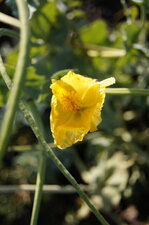 Fleur de glaucière jaune
