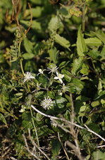 Clématite vigne blanche - sous réserve