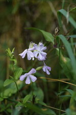 Saponaire officinale