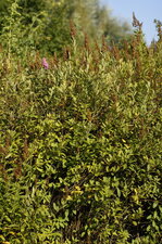 Spirée à feuilles de saule