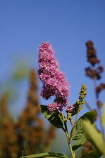 Fleur de spirée à feuilles de saule