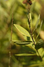 Feuille de spirée à feuilles de saule