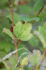 Feuille de viorne obier