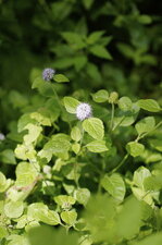 Menthe aquatique