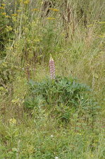 Lupin