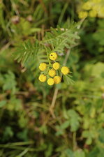 Fleur de tanaisie