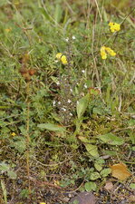 Euphraise sp.