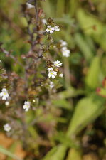 Fleur d