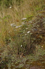 Achillée millefeuille
