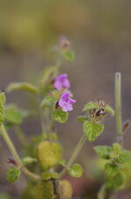 Fleur de calament clinopode - sous réserve