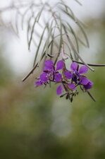 Fleur d