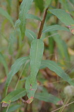 Feuille d