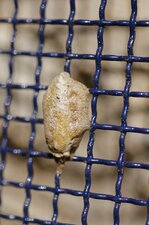 Oothèque de mante religieuse