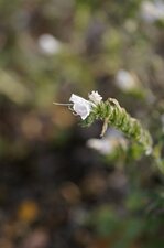 Fleur de vipérine d