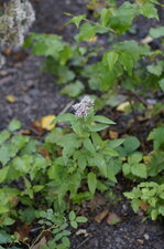 Jeune eupatoire à feuilles de chanvre