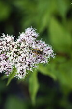 Diptère syrphidé