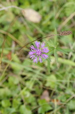 Centaurée sp.