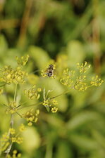 Eristale sp.