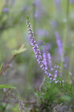 Fleur de bruyère