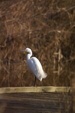 Aigrette garzette