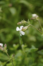 Fleur de silène enflé