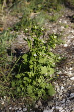 Alliaire officinale