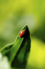 Coccinelle asiatique