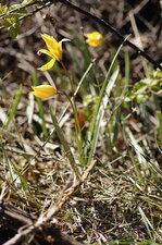 Tulipe sylvestre