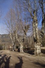 Platanes
