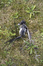 R.I.P. la pie