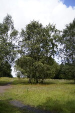 Bouleau verruqueux