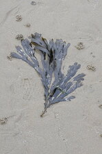 Fucus serratus