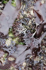 Mesclun d