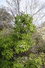 Lilas