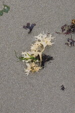 Chondrus cripus