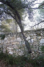 Quercus muralis