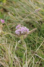 Achillée millefeuille