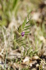 Vesse cultivée - sous réserve