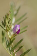 Fleur de vesse cultivée - sous réserve