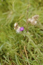 Chardon sp.
