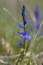 Polygala commun