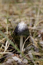 Coprin
