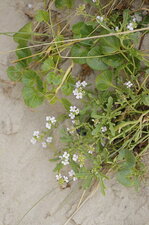 Cakile sp. ???
