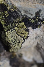 Lichen