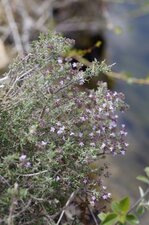 Thym vulgaire