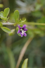 Fleur d