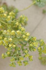 Fleurs d