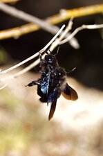 Xylocopa violacea