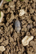 Opatrum sp.